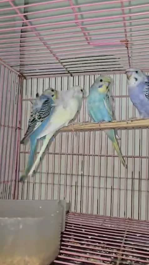 Hogoromo Budgies, farm video