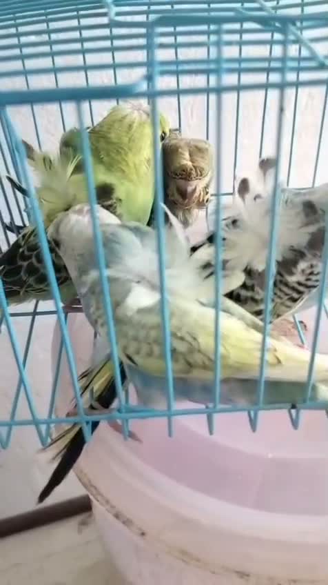 Fantail Pigeon, farm video