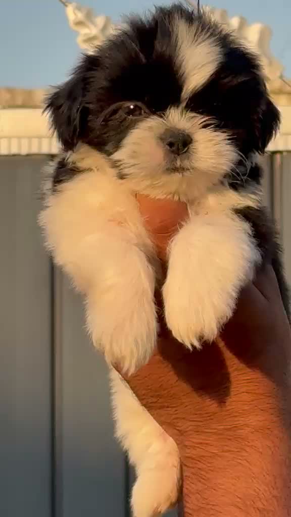 Shih Tzu | Black Color, farm video