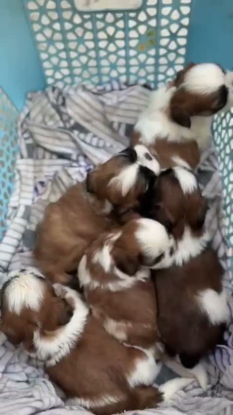 Dachshund Puppy | Brown & Tan, farm video