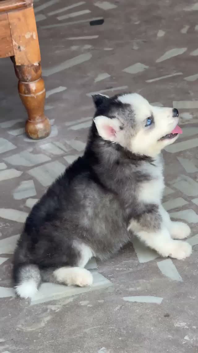 Siberian Husky Puppy | Black & White Color, farm video