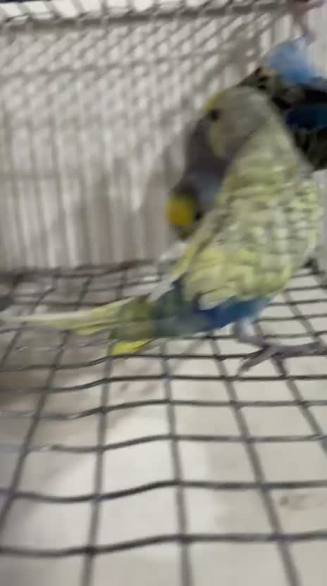 Budgies | Fallow, farm video