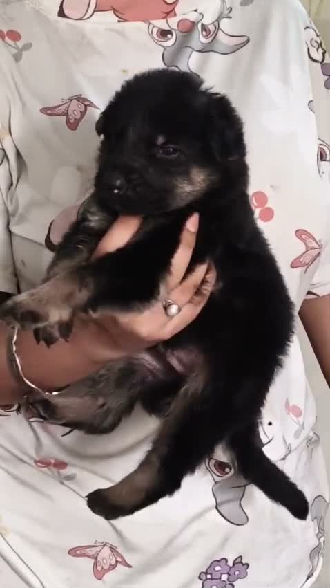 German Shepherd Puppy, farm video