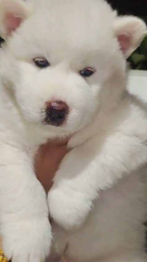 Siberian Husky Puppy | Black & White Color, farm video