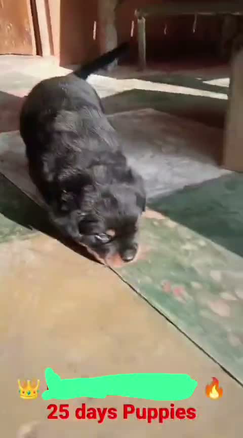 Rottweiler Puppy, farm video