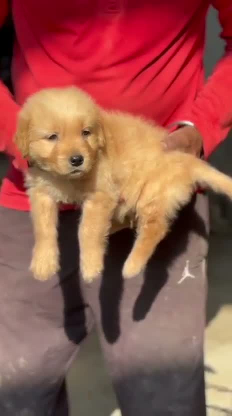 Golden Retriever, farm video
