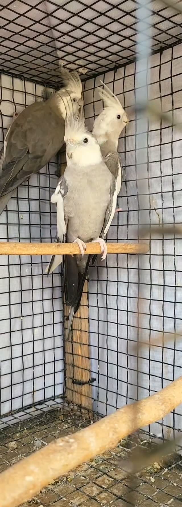 Cockatiel | Pied, farm video