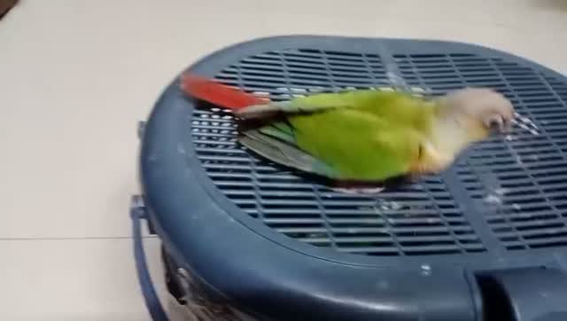 Pineapple Headed Conure, farm video