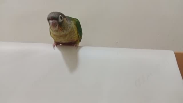Small Cheek Conure, farm video