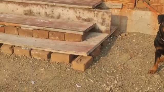 Rottweiler Puppy, farm video