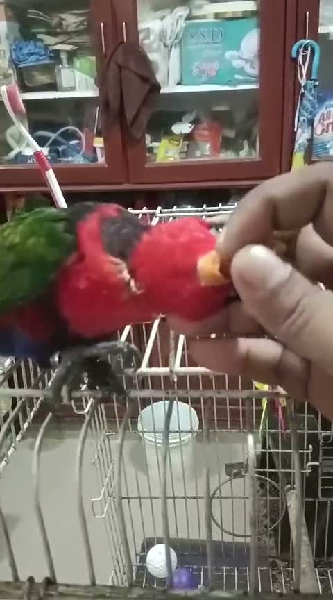 Chattering Lorikeet, farm video
