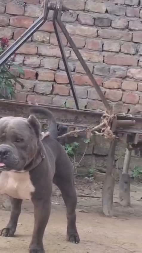 American Bully XXL Size Puppy, farm video