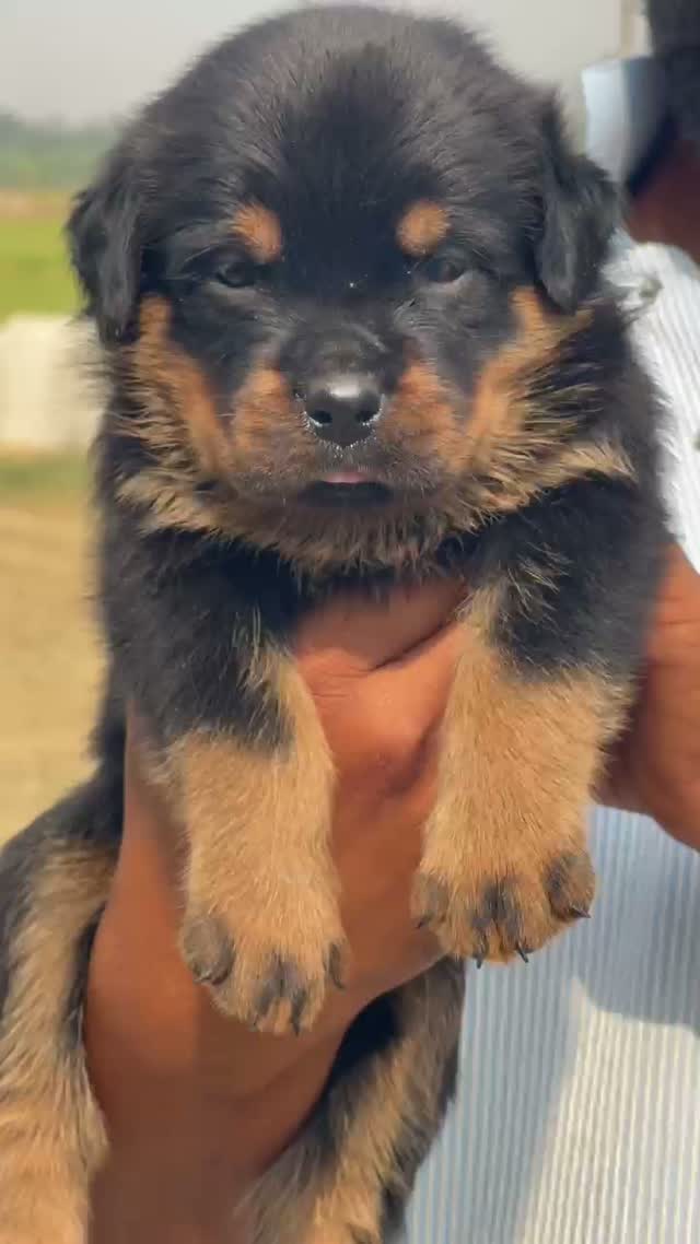 Rottweiler Puppy, farm video