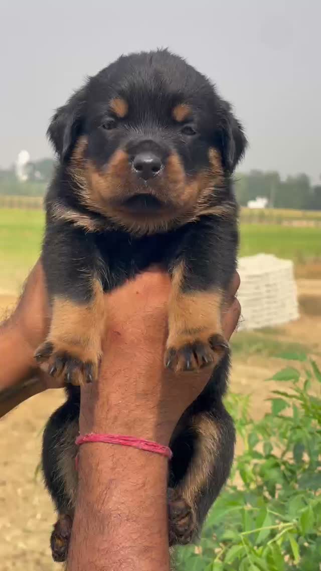 Rottweiler Puppy, farm video