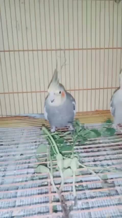 Cockatiel | Pied, farm video
