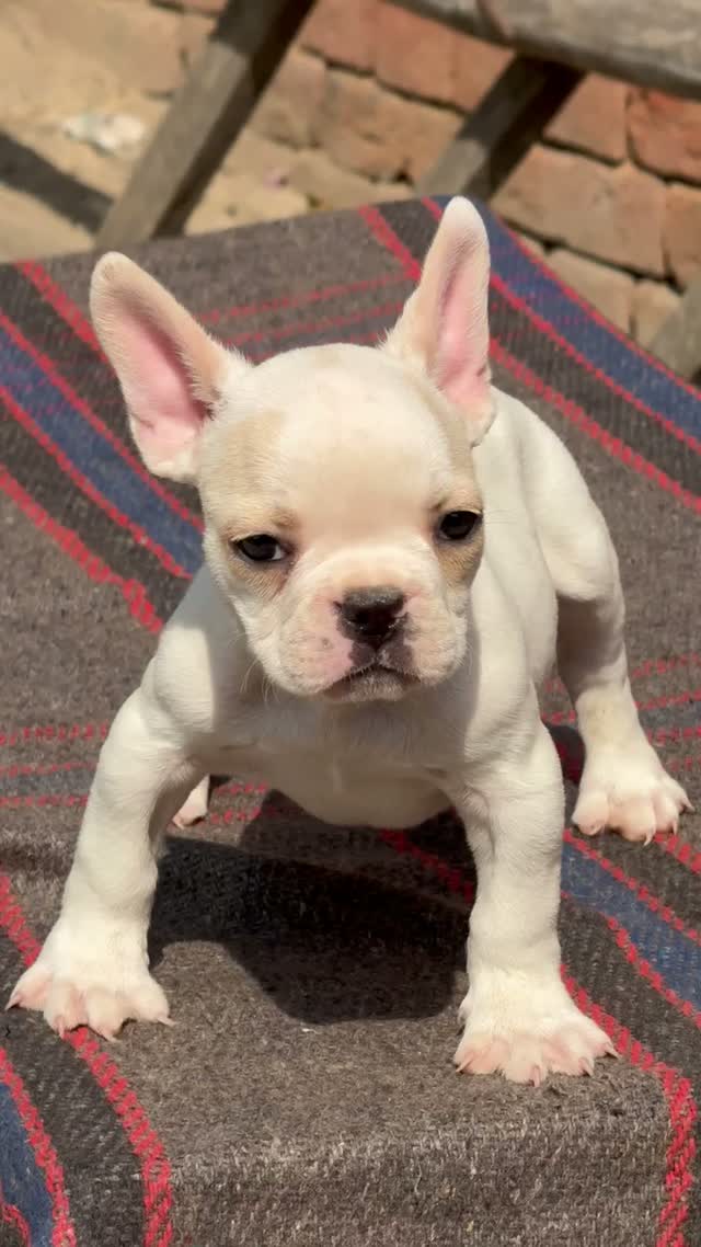 French Bulldog Puppy, farm video