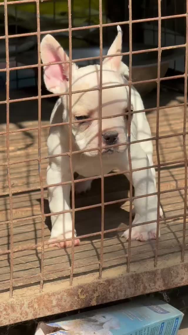 French Bulldog Puppy, farm video