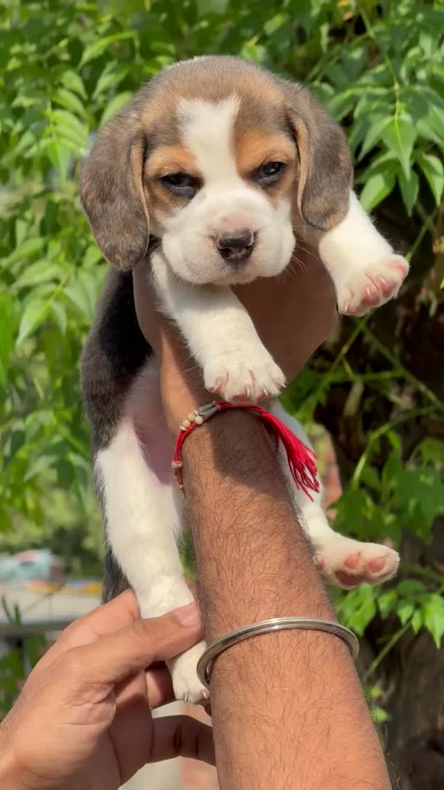 Beagle Black & Tan Puppy, farm video