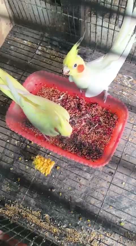 Cockatiel | Pied, farm video