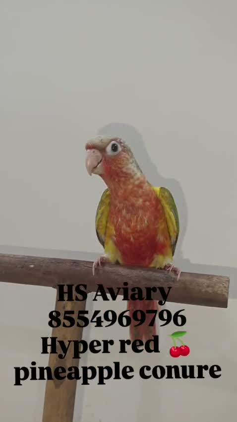 Pineapple Headed Conure, farm video