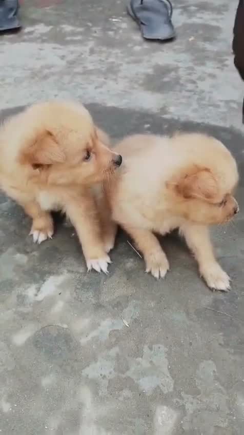 Culture Pom Puppy, farm video
