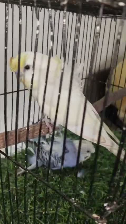 Helicopter Budgies, farm video