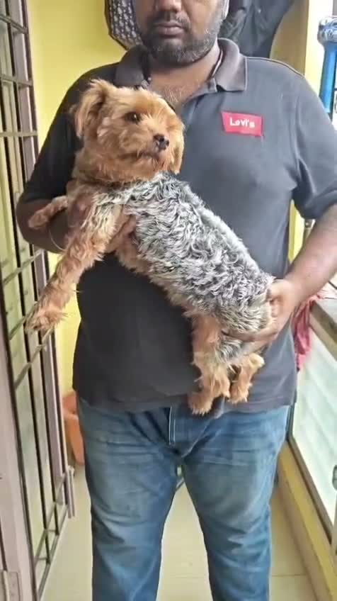 Pitbull Terrier Puppy, farm video