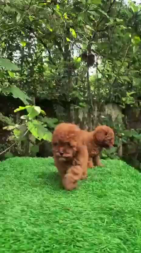 Standard Poodle Puppy, farm video