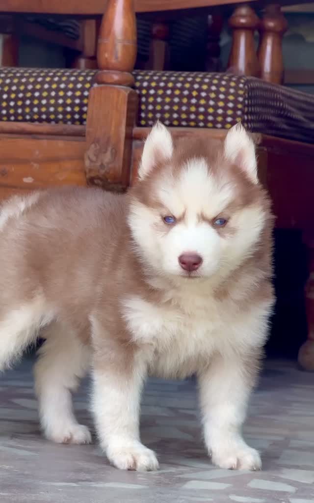 Siberian Husky Puppy | Black & White Color, farm video