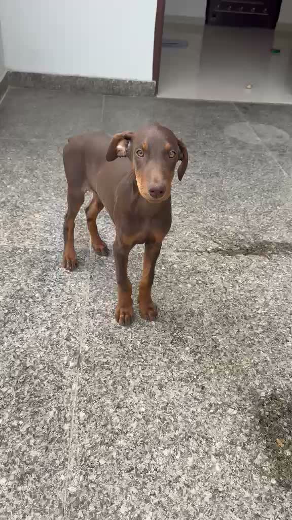Doberman Pinscher Puppy | Brown & Tan, farm video
