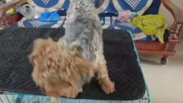 Pitbull Terrier Puppy, farm video