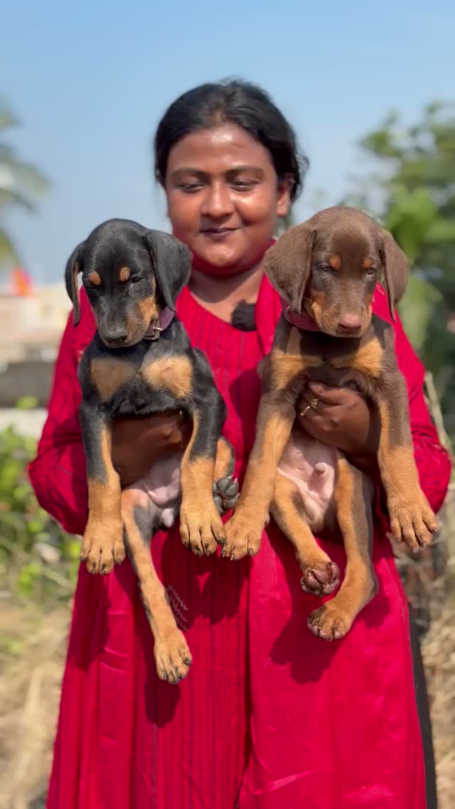 Doberman Pinscher Puppy, farm video
