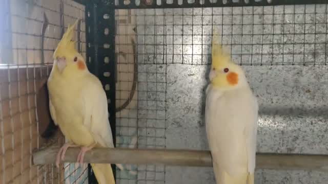 Cockatiel | Pied, farm video