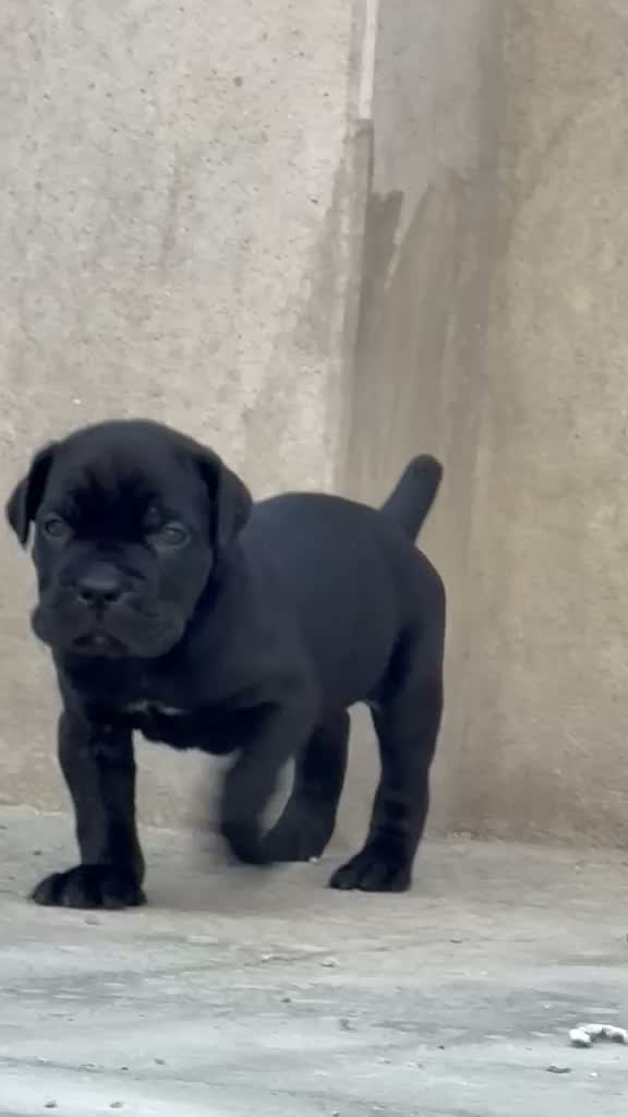 Cane Corso Puppy, farm video