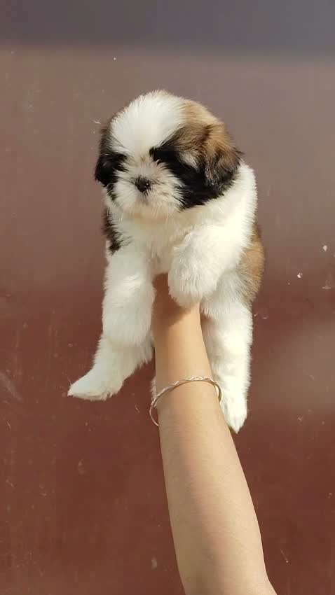 Shih Tzu | Black Color, farm video