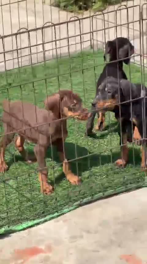 Doberman Pinscher Puppy, farm video