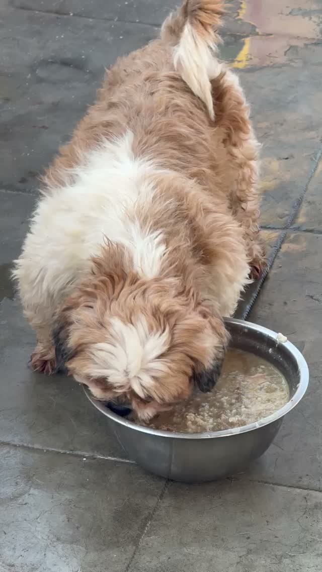 Shih Tzu | Black Color, farm video