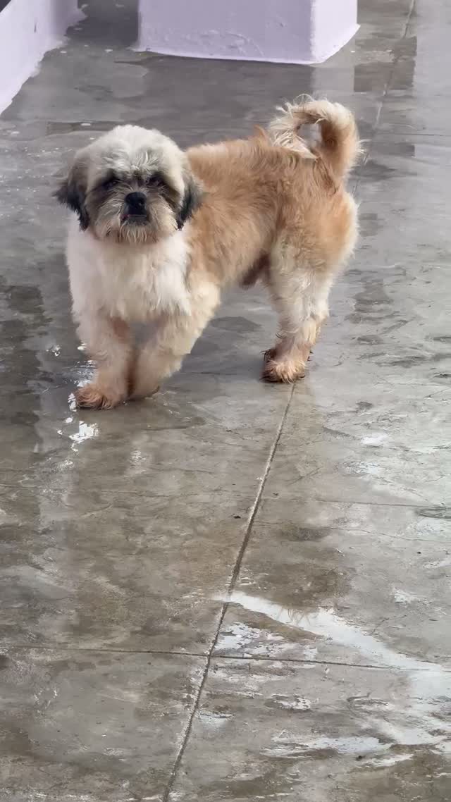 Shih Tzu | Black Color, farm video