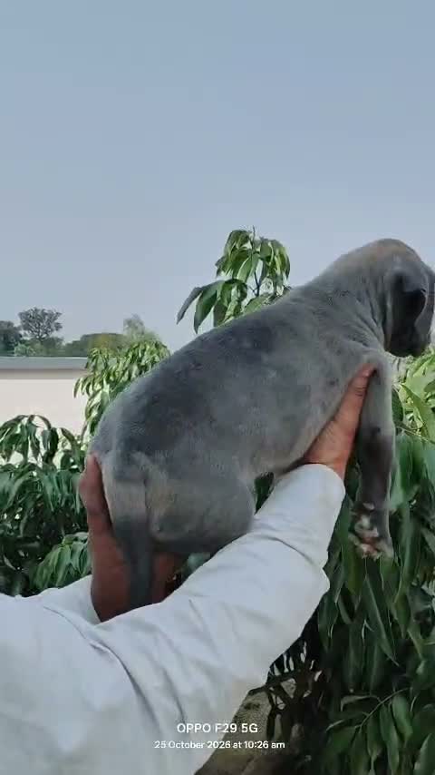 American Bully XL Size Puppy, farm video