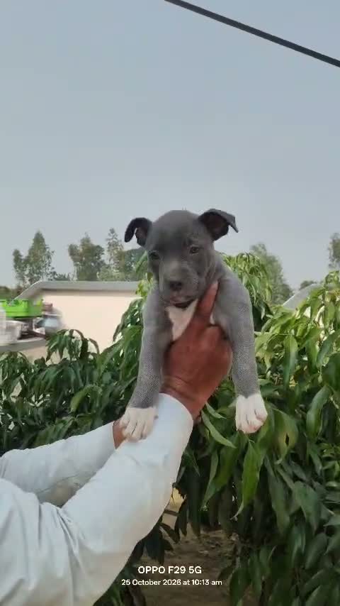 Dachshund Puppy | Brown, farm video