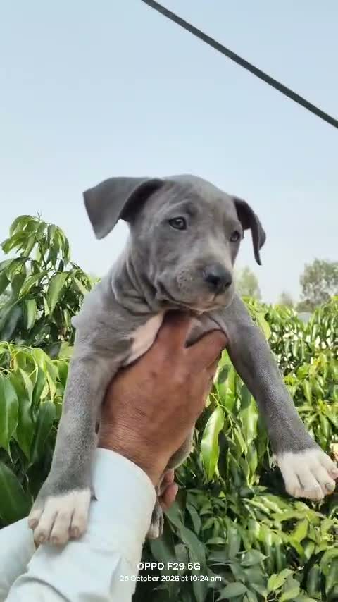 Dachshund Puppy | Brown, farm video
