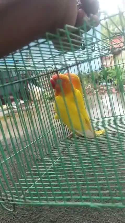African Love Birds, farm video