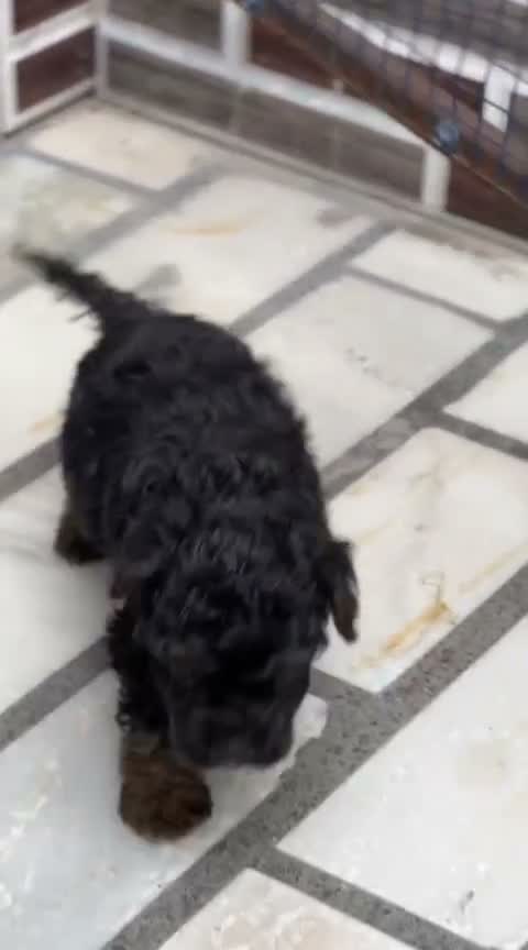 Standard Poodle Puppy | White, farm video