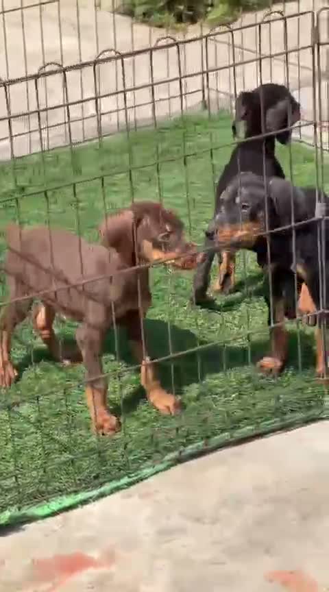 European Doberman Puppy | Black & Tan, farm video