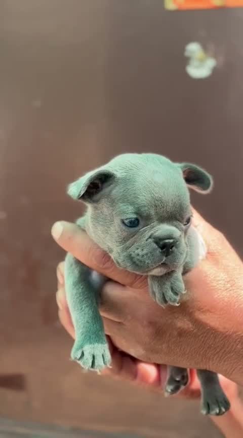 Dachshund Puppy | Brown & Tan, farm video