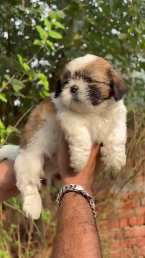 Shih Tzu | Black Color, farm video