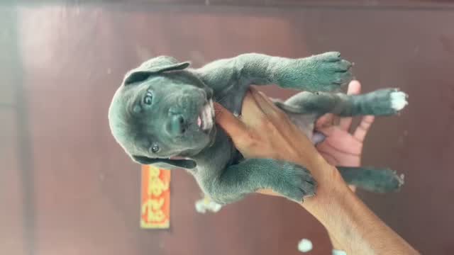 Dachshund Puppy | Brown & Tan, farm video