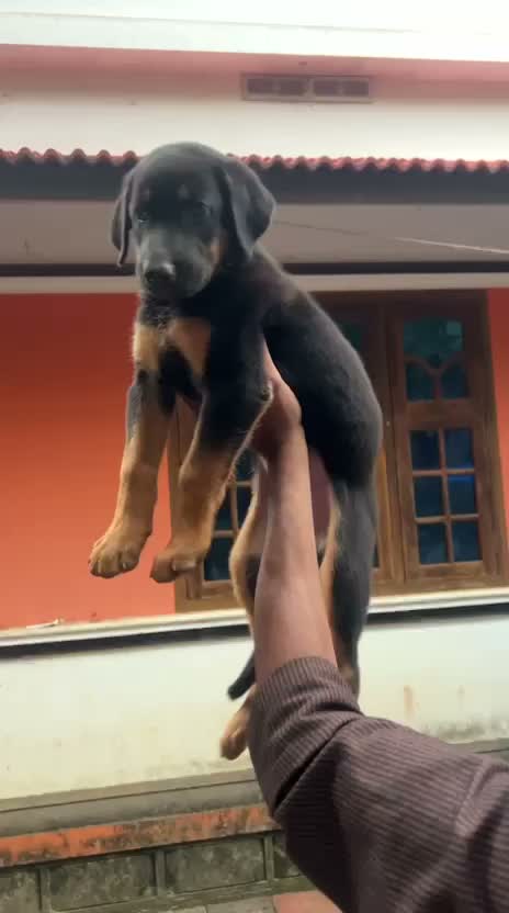 Doberman Pinscher Puppy, farm video