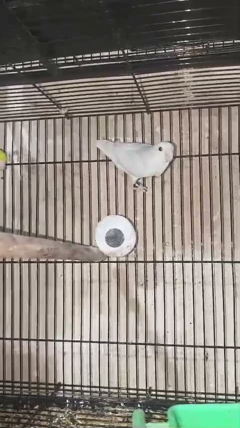 Parrotlet, farm video