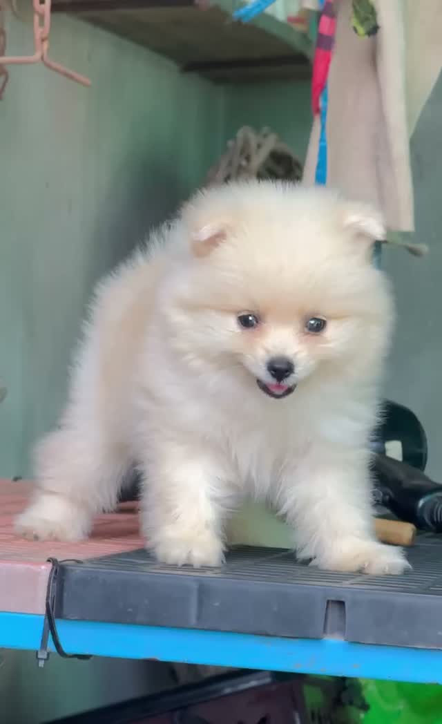 Pomeranian Puppy, farm video